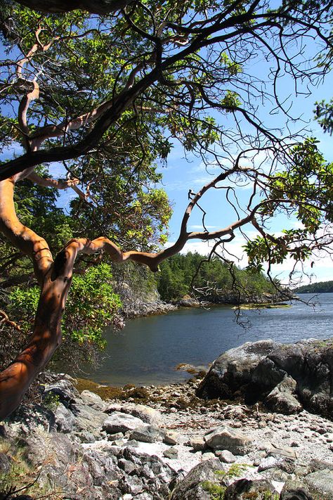 Secluded Waters by Frank Townsley Arbutus Tree, Trees Autumn, Tree Photos, Hair Projects, Tree Paintings, Tree Lover, Landscape Inspiration, Pacific Nw, Landscape Art Painting