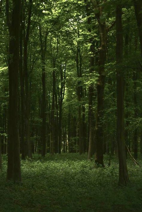 숲 사진, Dark Naturalism, Dark Forest Aesthetic, Forest Core, Forest Aesthetic, Enchanted Wood, Dark Green Aesthetic, Forest Background, Mystical Forest