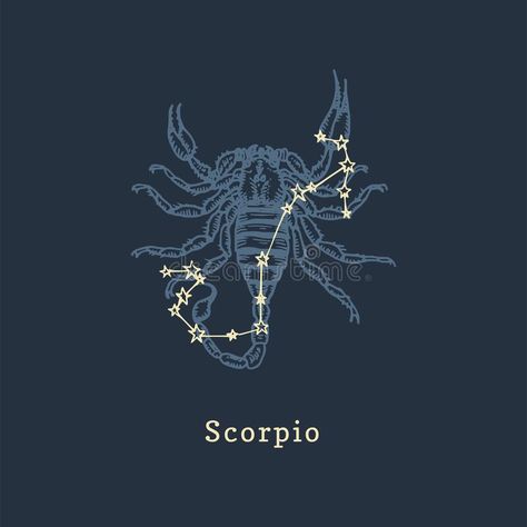 Zodiac Scorpio Aesthetic, Scorpio Zodiac Illustration, Scorpio Astrology Art, Scorpio Zodiac Aesthetic, Constellation Scorpion, Scorpion Constellation, Scorpio Illustration, Scorpion Illustration, Scorpio Zodiac Art