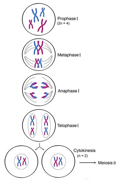 Meiosis 1 And 2, Mitosis And Meiosis, Online Notes, Mcat Study, Basic Anatomy And Physiology, Ap Biology, Cell Division, Biology Lessons, Biology Notes