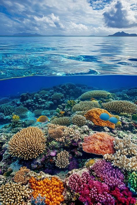 Dive into the Great Barrier Reef in Australia🌊 Summer is a great time to explore the Great Barrier Reef. Enjoy snorkeling and diving to see vibrant coral reefs and marine life. 🌿🐠 #GreatBarrierReef #SummerTravel #Australia #MarineLife Coral Reef Photography Underwater, Coral Reef Ecology, Ocean Sea Life, Australia Great Barrier Reef, Coral Reef Photography Ocean Life, Great Barrier Reef Aesthetic, Coral Reef Aesthetic, Under The Sea Photography, Clay Coral Reef