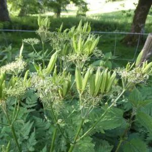 Sweet Cicely and Rhubarb Crumble Hemlock Water Dropwort, Sweet Cicely, Wild Foraging, Rhubarb Crumble, Seed Recipes, Seed Heads, Seed Pod, Kitchen Herbs, Jelly Mould