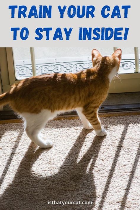 Discover the secrets of training a cat to be an indoor pet! Training A Cat, Train A Cat, Cat Paradise, Cat Advice, Cat Tent, Cat Hacks, Ragdoll Cats, Indoor Pets, Healthy Choice