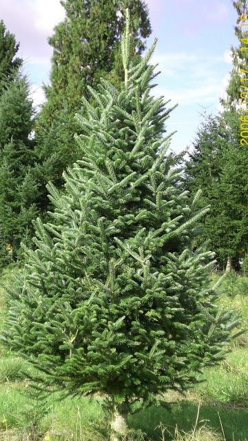 Real Xmas Trees, Christmas Tree Varieties, Fraser Fir Christmas Tree, Best Artificial Christmas Trees, Types Of Christmas Trees, Realistic Artificial Christmas Trees, Fake Christmas Trees, Christmas Tree Lots, Live Christmas Trees