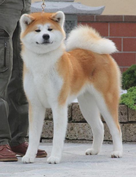 Akita Dog Japanese, Dog Akita, Akita Inu Puppy, Akita Inu Dog, Japanese Dog Breeds, Japanese Dog, Japanese Akita, Akita Puppies, Japanese Dogs