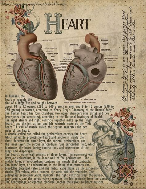 Witchcraft Apothecary, Vintage Medical Art, Medical Poster, Medical Drawings, Mitral Valve, Coronary Artery, Heart Anatomy, Medical Wallpaper, Human Body Anatomy