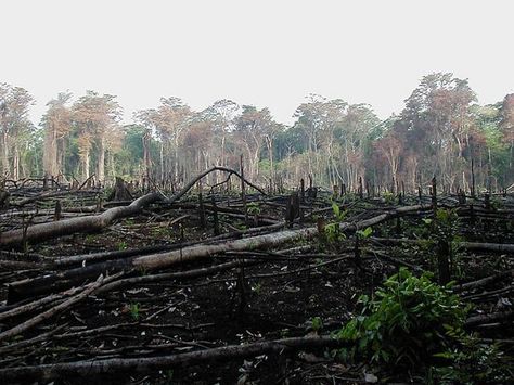 What are Top 25 Environmental Concerns? - Conserve Energy Future Deforestation Facts, Amazon Rainforest Deforestation, The Overstory, Guatemala Beaches, Rainforest Deforestation, Guatemala Food, Honduras Beach, Honduras Travel, Mass Extinction