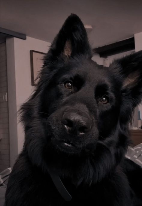 Black Alsatian, Dog Black, Rich Dog Aesthetic, Fluffy German Shepherd, Black Shepards, Emo Dog, German Shepherd Black, Scary Dog, Black Dogs