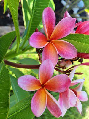 If you're hoping to add a tropical aesthetic and spectacular floral display to your landscape, plumeria may be the plant for you. Plumerias, are a group of closely related flowering plants that are synonymous with "tropical." UF/IFAS Extension Orange County Agent John Roberts contributed to this lively introduction to plumeria in this Gardening Solutions article. River Plants, Florida Flowers, Florida Images, Florida Landscape, Florida Plants, Tropical Aesthetic, Edible Gardening, Traditional Flower, Florida Gardening