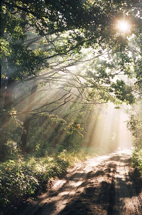 Wood after rain in sun rays. Wood after rain in summer sun rays , #Affiliate, #rain, #Wood, #sun, #summer, #rays #ad Pictures Of Sunny Weather, Sun Rays In Forest, Sun Ray Aesthetic, Sun Beam Aesthetic, Ray Of Sunshine Aesthetic, Sun After Rain Aesthetic, Sunshine Astethic, Forest Aesthetic Landscape, Out Of The Woods Aesthetic