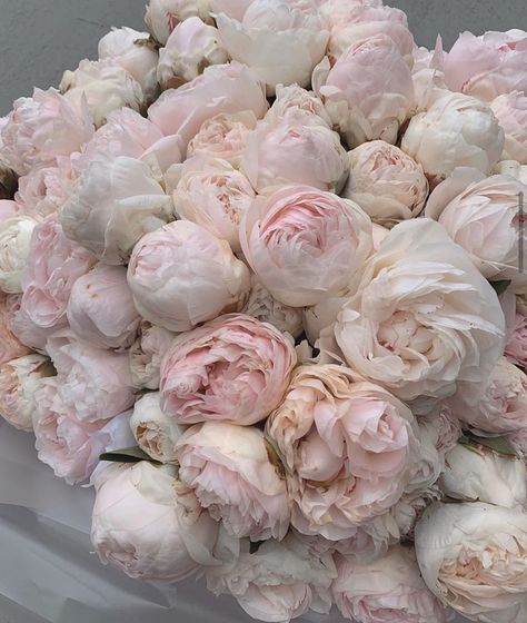 Boquette Flowers, Flower Therapy, Luxury Flowers, Pink Peonies, Love Flowers, My Flower, Pretty Flowers, Pink And White, Flower Power