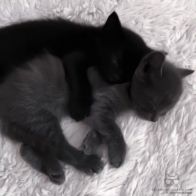 Black Cat Aesthetic, Grey Kitten, Silly Animals, Cat Aesthetic, Silly Cats, Pretty Cats, Black Cats, Cat Love