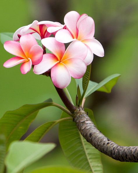 Maui Plumeria Plumeria Obtusa, Fiori Frangipani, Plumeria Flowers, Hawaiian Flowers, Exotic Flowers, Tropical Garden, Beautiful Blooms, Flower Photos, Flower Pictures