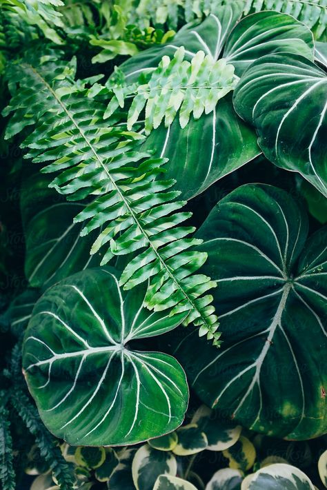 Greenhouse Conservatory, Rainforest Plants, Plants Growing, Diy Greenhouse, Plant Photography, Plant Aesthetic, Big Leaves, Tropical Foliage, Instagram Style