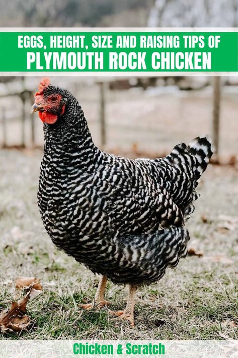 Barred Plymouth Rock Chickens, Chicken Breeds With Pictures, Barred Rock Chickens, Chicken Breeding, Plymouth Rock Chicken, Poultry Breeds, Barred Rock, Suffolk Sheep, Country Style Living