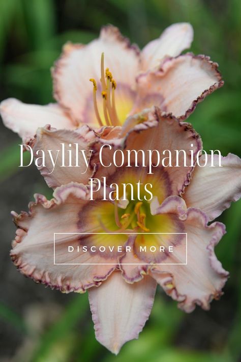 Lilly Garden, Best Companion Plants, Plants Under Trees, Garden Transformation, Daylily Garden, Lilly Flower, Lily Garden, Companion Plants, Day Lilies