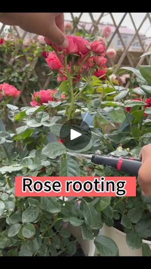 Propagating Roses, Rose Plant Care, Rooting Roses, Garden Hacks Diy, Grafting Plants, Rose Cuttings, Plant Care Houseplant, Succulent Garden Diy, Plant Hacks