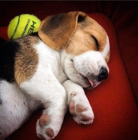 Baby Beagle, Pocket Beagle, Beagle Puppies, Cute Beagles, Beagle Puppy, Beagle Dog, Sweet Dogs, Dog Behavior, Jack Russell