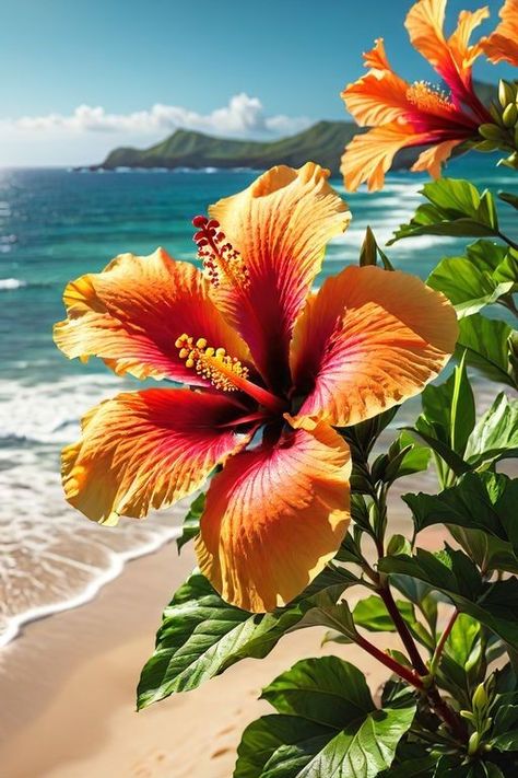 Cute Summer Wallpapers, Hibiscus Plant, Beach Flowers, Lovely Flowers Wallpaper, Flower Therapy, Beach Wallpaper, Tropical Flower, Hawaiian Flowers, Pretty Plants