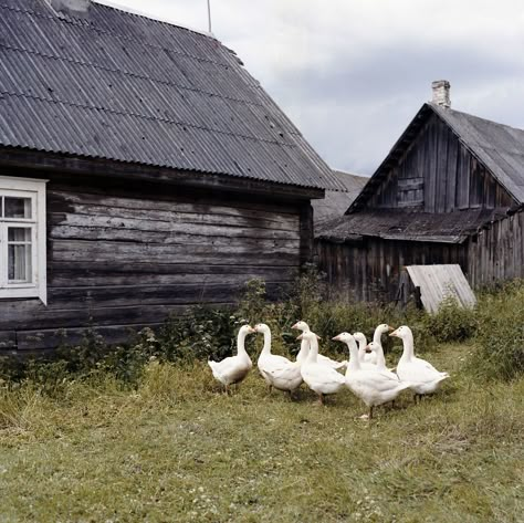 Soon To Be Gone: I Photograph Life Of Disappearing Villages Of Lithuania Countryside Life, Walker Evans, Abandoned Cars, Village Life, Photo Series, Abandoned Houses, Photography Projects, Eastern Europe, Bored Panda