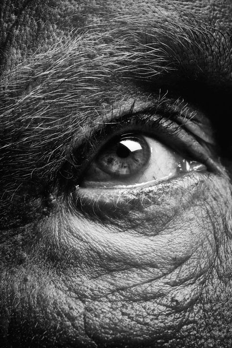 Old Eyes Photography, Eyes Black And White Photographs, Eye Pictures Photography, Eye Black And White, Old Eyes, Bill Brandt, Old Man Portrait, Realistic Eye Drawing, John Malkovich