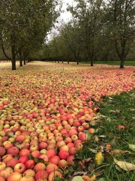 An Ireland Apple Orchard After Hurricane Ophelia Apple Garden, Apple Orchard, Fruit Garden, Cool Pictures Of Nature, Apple Tree, Fruit Trees, Awe Inspiring, Farm Life, Amazing Nature