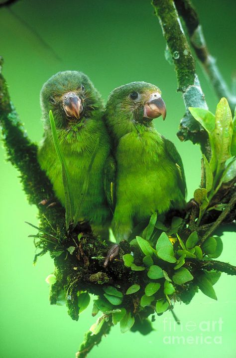 Cobalt-winged Parakeets Photograph Parakeet Art, Ecuador Travel, Rainforest Animals, Green Animals, Parakeets, The Rainforest, Amazon Rainforest, Animals Artwork, Tropical Birds