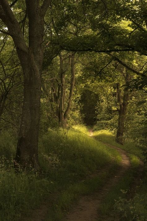 Duncan Aesthetic, Trees Aesthetic, Rural Photography, Wood Aesthetic, Forest Life, Woods Photography, Nature Pics, Pretty Landscapes, Tree Photography