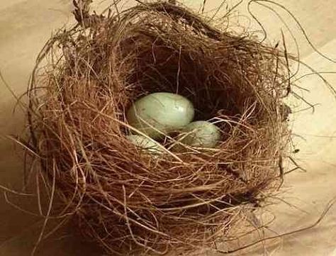 Welcome to my birds nests crafts page. I want to show you how easy it is to make really attractive birds nest decorations at any time of the year. So in this article I'm working my way through the seasons making birds nests and taking pictures as I... Bird Nests Art, Nest Craft, Painting Walls Tips, Bird Nest Craft, Nest Ideas, Nest Art, Bird House Kits, Birds Nests, Bird Nests