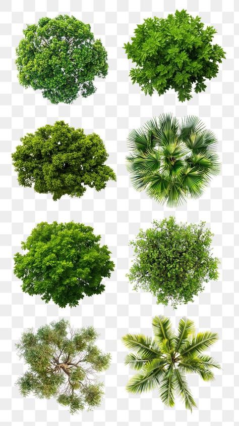 Tree Png Photoshop, Plant Top View Png, Tree Top View Png, Tree Plan Photoshop, Plant Top View, Tree Plan Png, 2d Tree, Tree Render, Tree Top View