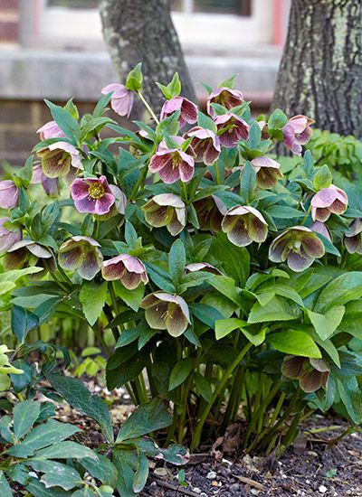 Best Shade Plants, Best Plants For Shade, Shade Landscaping, Shade Garden Design, Shade Loving Perennials, Shade Garden Plants, Lenten Rose, Organic Mulch, Shade Flowers