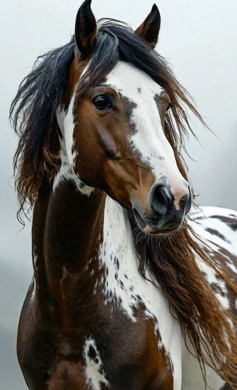 Dramatic Horse Photography, Paint Horse Photography, Wild Horse Pictures, Wild Horses Mustangs, Wild Horses Photography, Horses Photography, Cute Horse Pictures, Beautiful Horse Pictures, Horse Anatomy