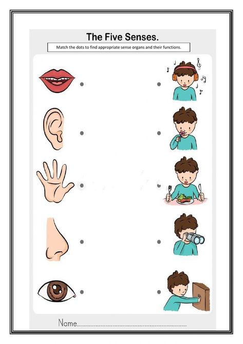 Sense Organ interactive and downloadable worksheet. You can do the exercises online or download the worksheet as pdf. Sense Organs Worksheets, Five Senses Kindergarten, 5 Senses Worksheet, Body Parts Preschool Activities, Five Senses Worksheet, Sense Organs, Senses Preschool, My Five Senses, Body Parts Preschool