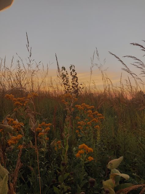 Fall Field, September Core Aesthetic, August Autumn, Spring Autumn Aesthetic, A Season, Late Summer Wallpaper Aesthetic, Fall Summer Aesthetic, Autumn Summer Aesthetic, Aethstetic Picture