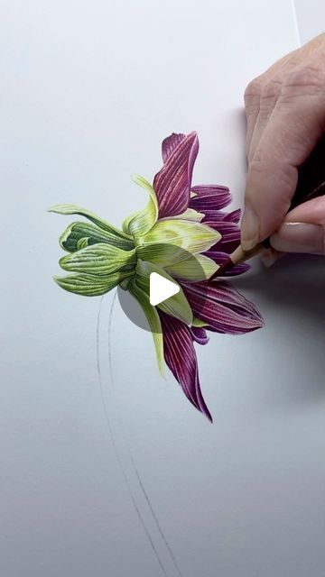 Flower Drawing Videos, Colored Pencil Artwork Ideas, Watercolor Pencil Art, Botanical Floral Art, Colored Pencil Artwork, Botanical Artwork, Illustration Botanique, Watercolor Flower Art, Botanical Watercolor