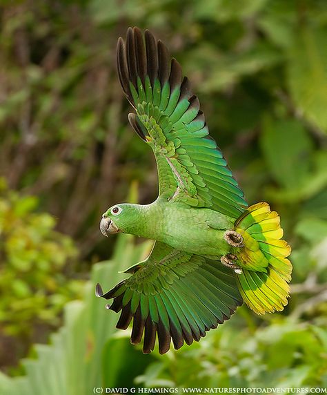 Mealy Amazon Parrot 1  by Nature's Photo Adventures - David G Hemmings, via Flickr Amazon Parrots, Parrot Flying, Green Parrot, Amazon Parrot, Birds Parrots, Parrot Bird, Parakeets, All Birds, Exotic Birds