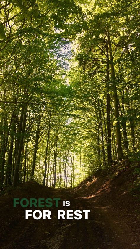 Forest is for rest. #forest #rest #for #trees #slovakia Caption For Jungle Pic, Nature Conservation Quotes, Forest Story Ideas, Captions For Forest Pictures, Forest Captions, Nature Quotes Instagram, Nature Captions, Forest Quotes, Nature Photography Quotes