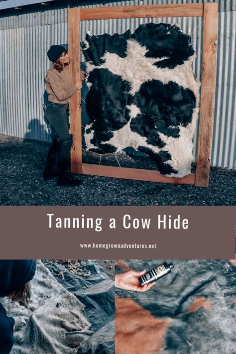 Hide Tanning Diy, How To Tan A Cowhide, Tanning Hides Diy, How To Tan A Hide, Diy Deer Hide Projects, Deer Hide Tanning Diy, Homestead Cattle, Cow Hide Projects, Cow Hide Crafts