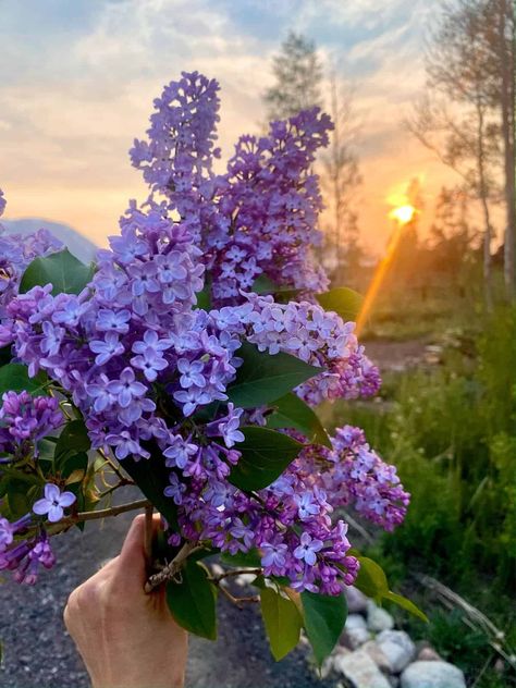 Nine Favorite Things | halfbakedharvest.com Small Garden Design Ideas, Summer Blooming Flowers, Legs Up The Wall, Aesthetic Garden, Patio Inspiration, Dads Favorite, Half Baked, Garden Design Ideas, Half Baked Harvest