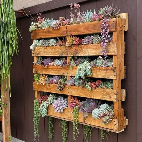 Backyard Succulent Wall, Pallet With Plants, Wood Palette Garden Ideas, Pallets For Plants, Pallet Plant Hanger Wall, Succulents Pallet Wall, Wooden Pallet Planter, Palets Garden Ideas, Succulents In Pallets