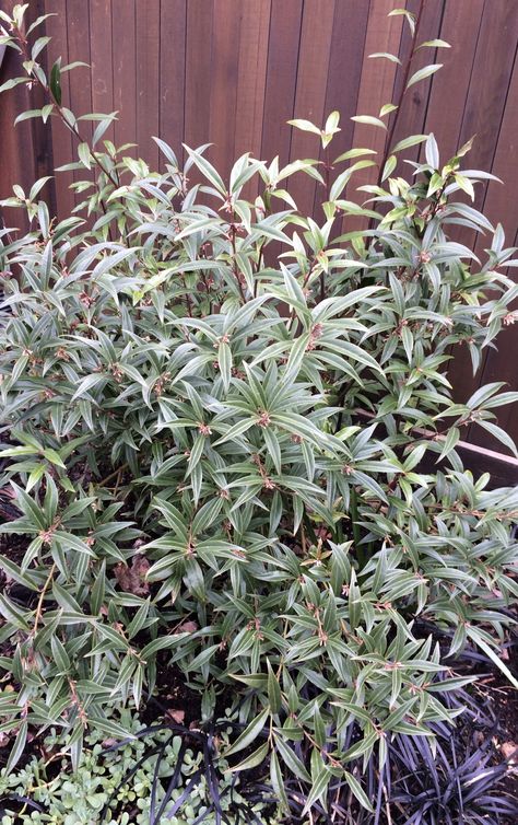 Sarcococca Hookeriana, Shady Garden, Green Gardens, Garden Shade, Garden Border, Sweet Fragrance, Outside Garden, Evergreen Shrubs, Botanical Beauty