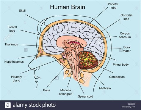 Structure of human brain illustration Human Brain Drawing Anatomy, Human Brain Diagram Class 10, Structure Of The Brain, Brain Structure Anatomy, Human Brain Notes, Brain Illustration Design, Brain Structure Diagram, Brain Diagram Anatomy, Structure Of Human Brain