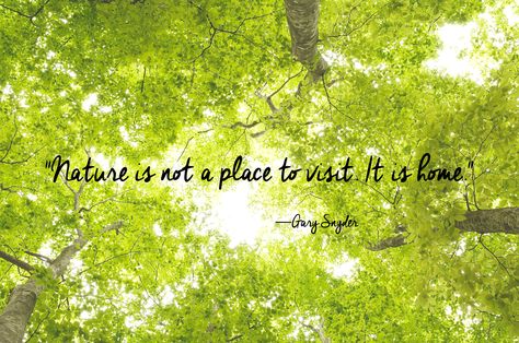 24 Of The Most Beautiful Quotes About Nature Short Nature Quotes, Nature Quotes Trees, Nature Quotes Inspirational, Nature Quotes Adventure, Trees Beautiful, Tree Quotes, Nature Background Images, Photography Quotes, Garden Quotes