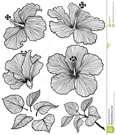 Hibiscus flower graphic head set with leaves and branch with leaves isolated on white background. Vector illustration, hand-drawn. Hibiscus Flower Drawing, Draw Flowers, Flower Drawings, Drawing Flowers, Soyut Sanat Tabloları, Flower Sketches, Floral Drawing, Trendy Flowers, Plant Drawing