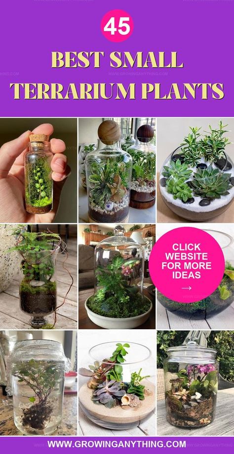 Best small terrarium plants are perfect for bringing miniature landscapes inside. Discover the top mini plants that thrive in the enclosed, lush environments of closed terrariums. Self Contained Terrarium, Mini Terrarium Plants, Spring Terrarium Ideas, Small Terrarium Plants, Tiny Terrarium Ideas, Terrarium Ideas For Kids, Mini Terrarium Diy, Closed Terrarium Ideas Diy, Mini Terrarium Ideas