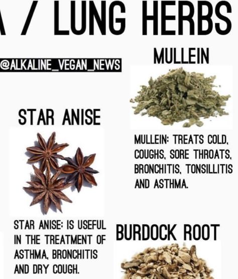 Anise Seed Benefits, Star Anise Benefits, Homemade Medicine, Medical Herbs, Anise Seed, Ayurvedic Healing, Burdock Root, Plant Medicine, Herbal Recipes