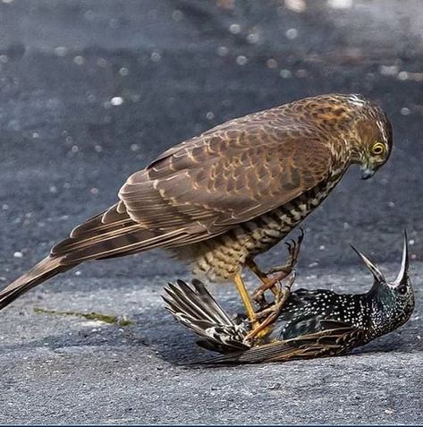 Sparrow Hawk, Deadly Animals, Sparrowhawk, Wildlife Nature, All Birds, Starling, Back To Nature, Birds Of Prey, Nature Animals