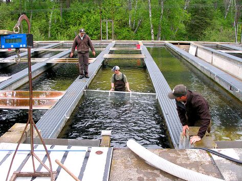 Photo of the Creston National Fish Hatchery Raceways. Credit: USFWS. Water Engineering, Fish Hatchery, Boy Fishing, Montana, Michigan, The First, Career, Engineering, Fish