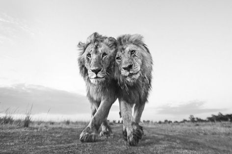 2022 Global Photo Contest Winners | The Nature Conservancy Wild Cat Species, Cats In The Wild, Dragon Blood Tree, Two Lions, Supreme Iphone Wallpaper, Cat Species, Minds Eye, Highland Cows, Photo Awards