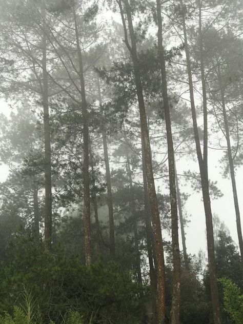 Gerimis Aesthetic, Mysticism Aesthetic, Hujan Deras, After Rain, Alam Yang Indah, Tree Trunk, Country Roads, Indonesia, Forest